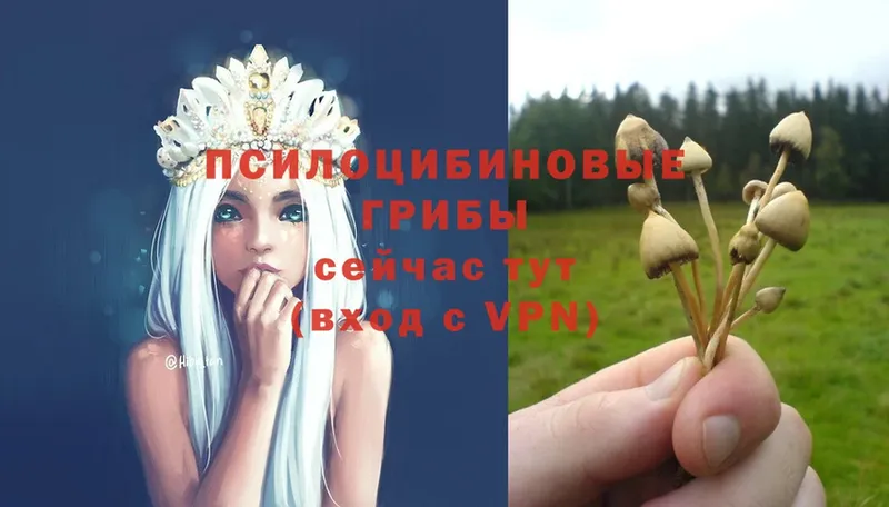 Галлюциногенные грибы Magic Shrooms  цены   Николаевск-на-Амуре 